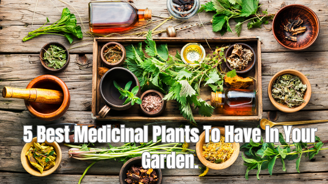 6 Best  Medicinal Plants To Have In Your Garden.