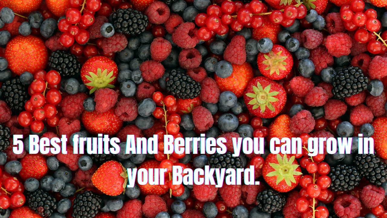 5 Best fruits And Berries you can grow in your Backyard.