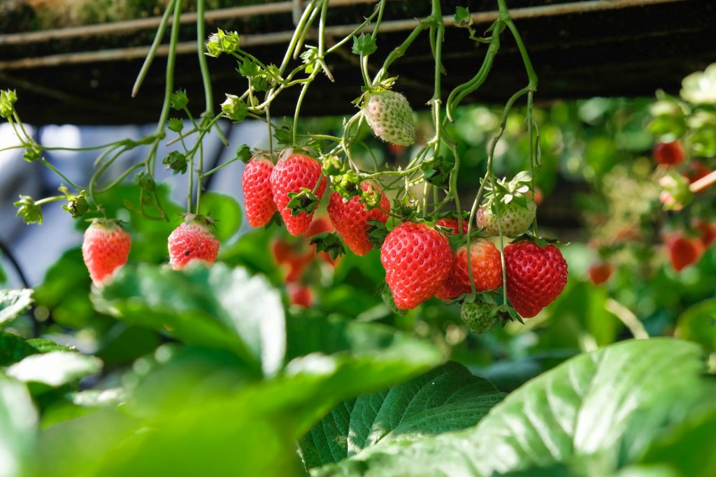 5 fruits you can grow in your garden