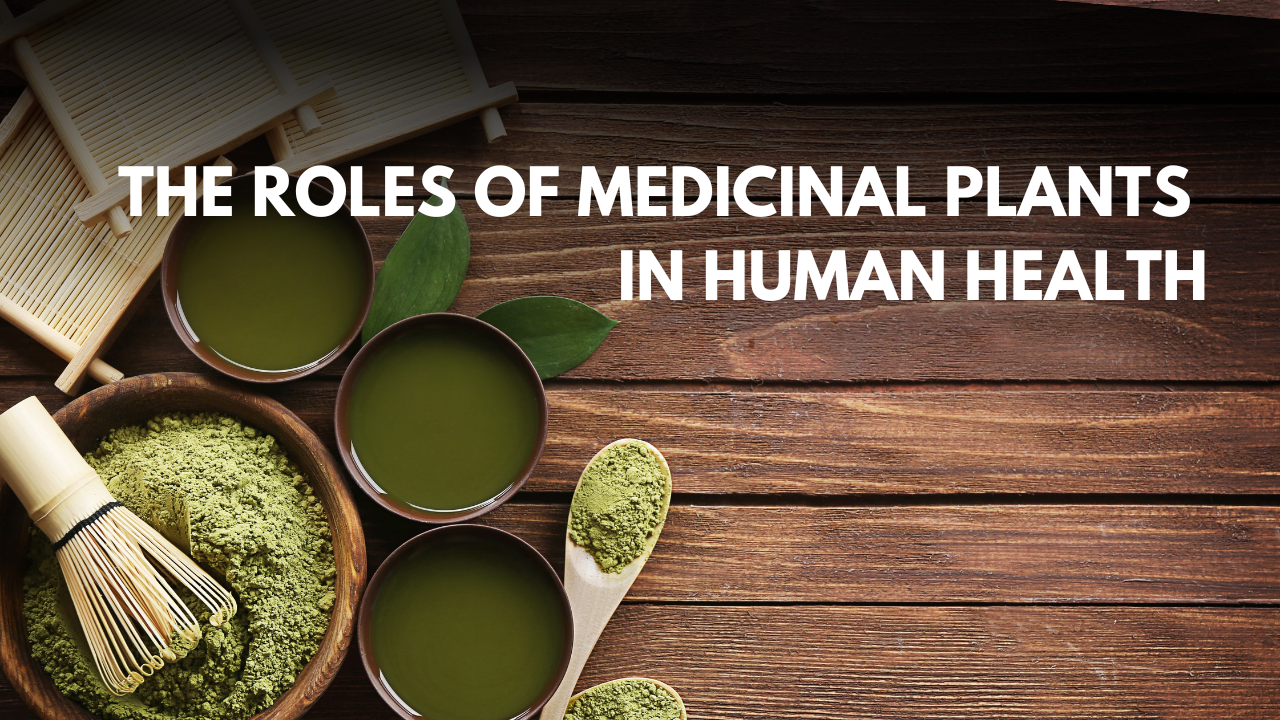 10 Important Role of Medicinal Plants in Human Health.