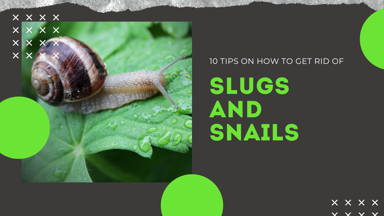 10 Tips To Get Rid of Slugs and Snails Permanently.