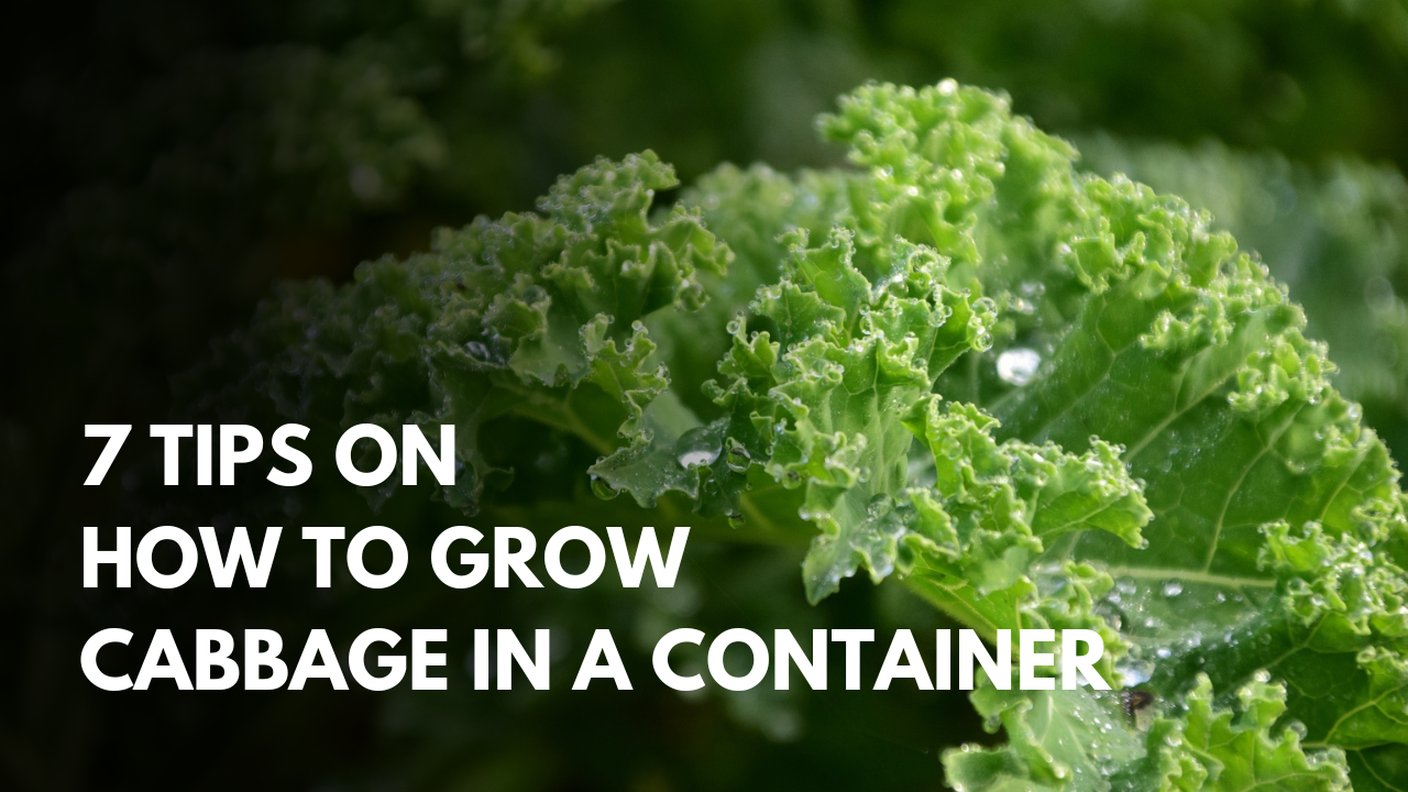 7 Helpful Tips On Growing Cabbage In Containers.