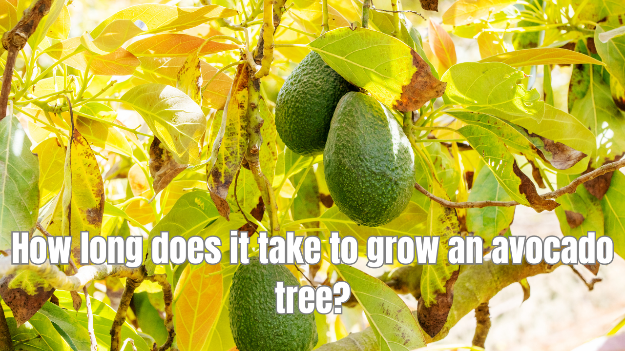 How long does it take to grow an avocado tree?
