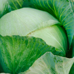Growing cabbage