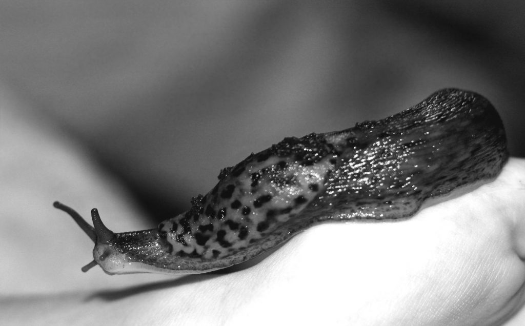 10 Tips To Get Rid of Slug