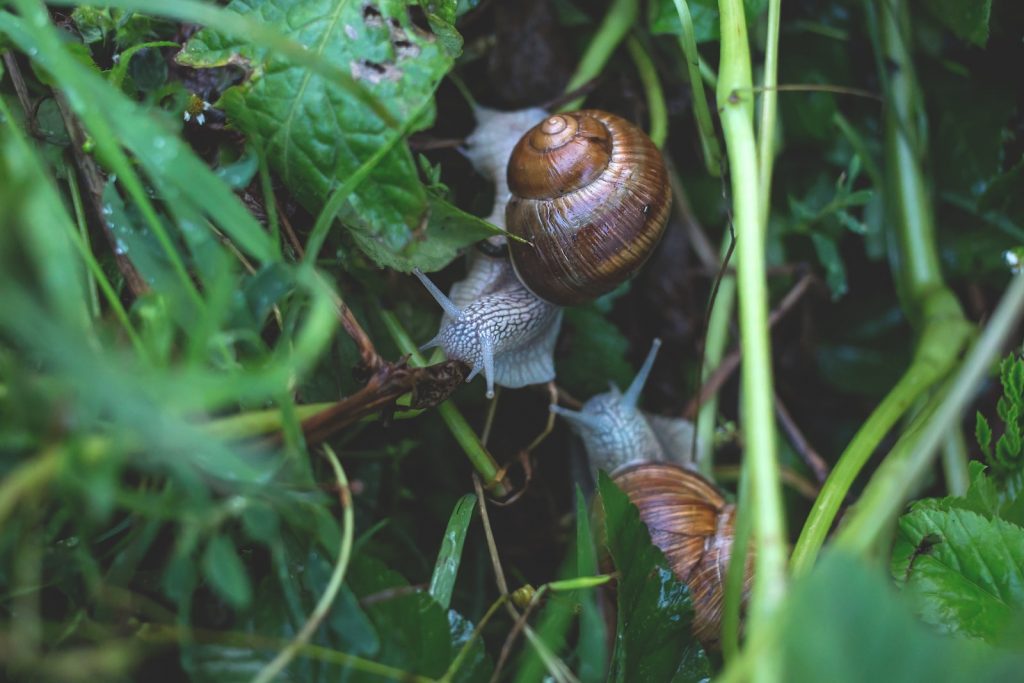 10 Tips To Get Rid of Slugs 