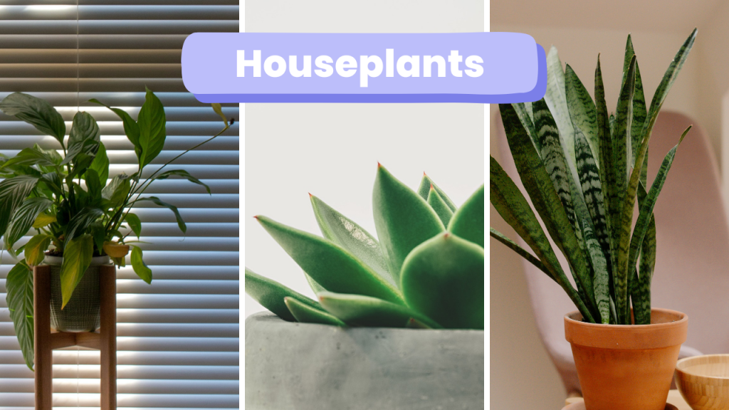 9 Types of Houseplants