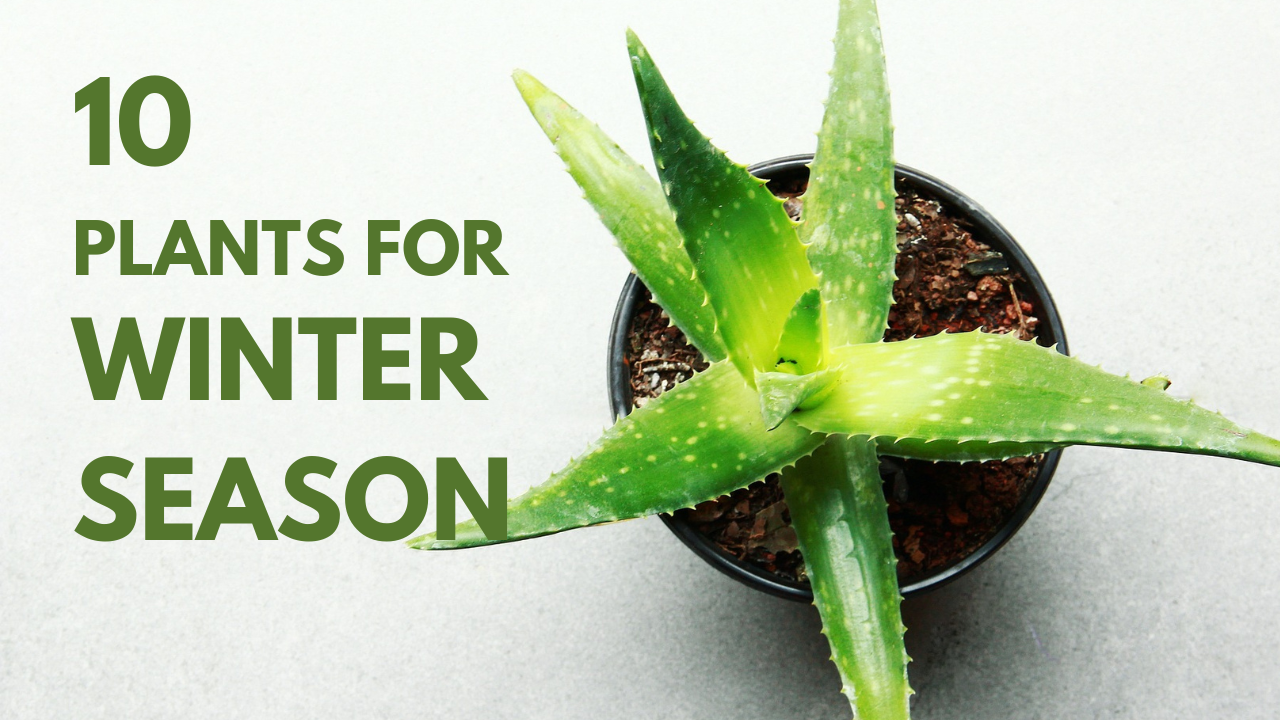 What Are the 10 Best Plants for Winter?