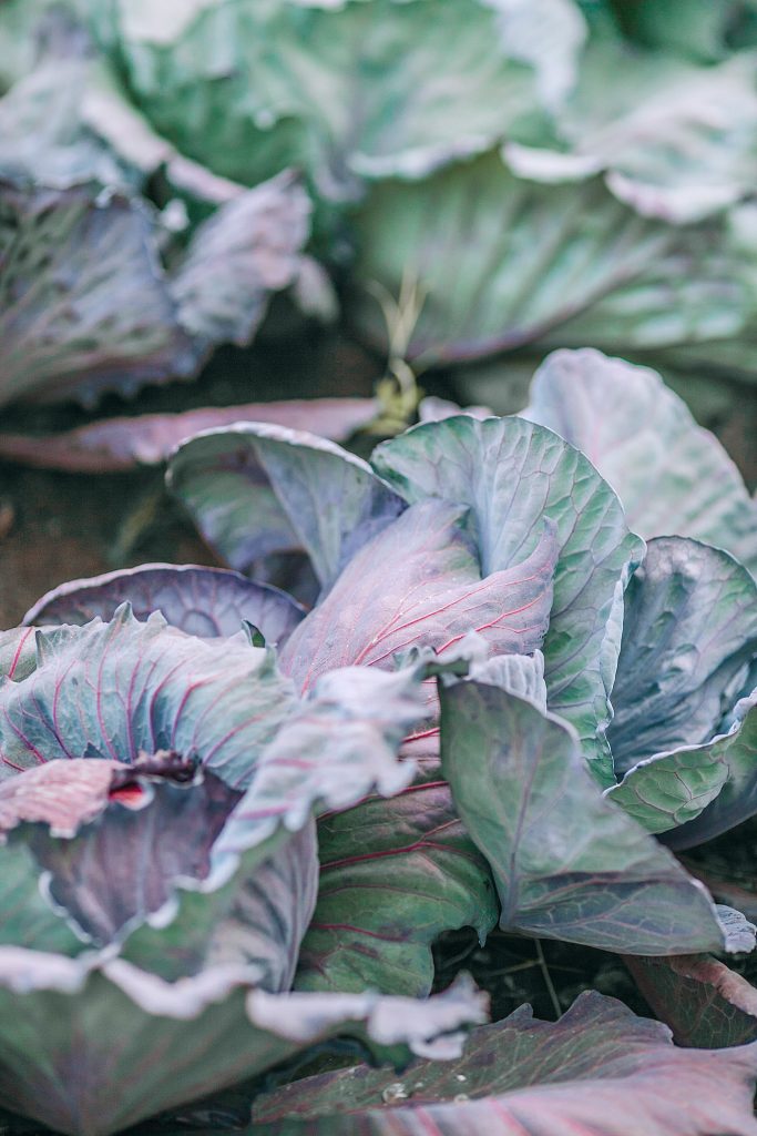 Purple cabbage plant