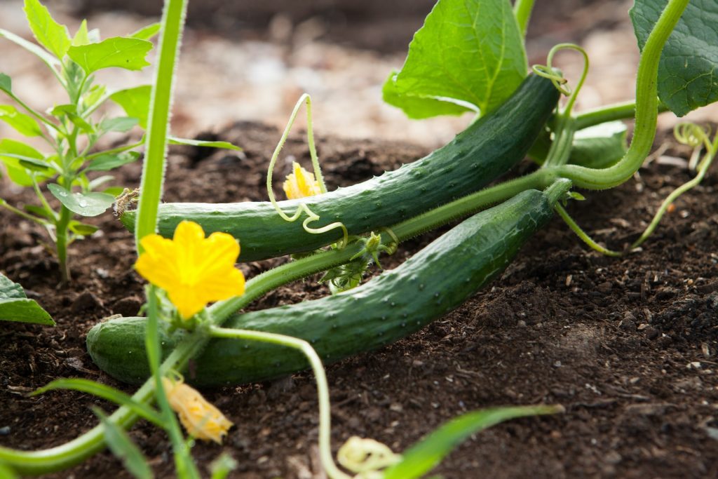 15 Best vegetable varieties to grow