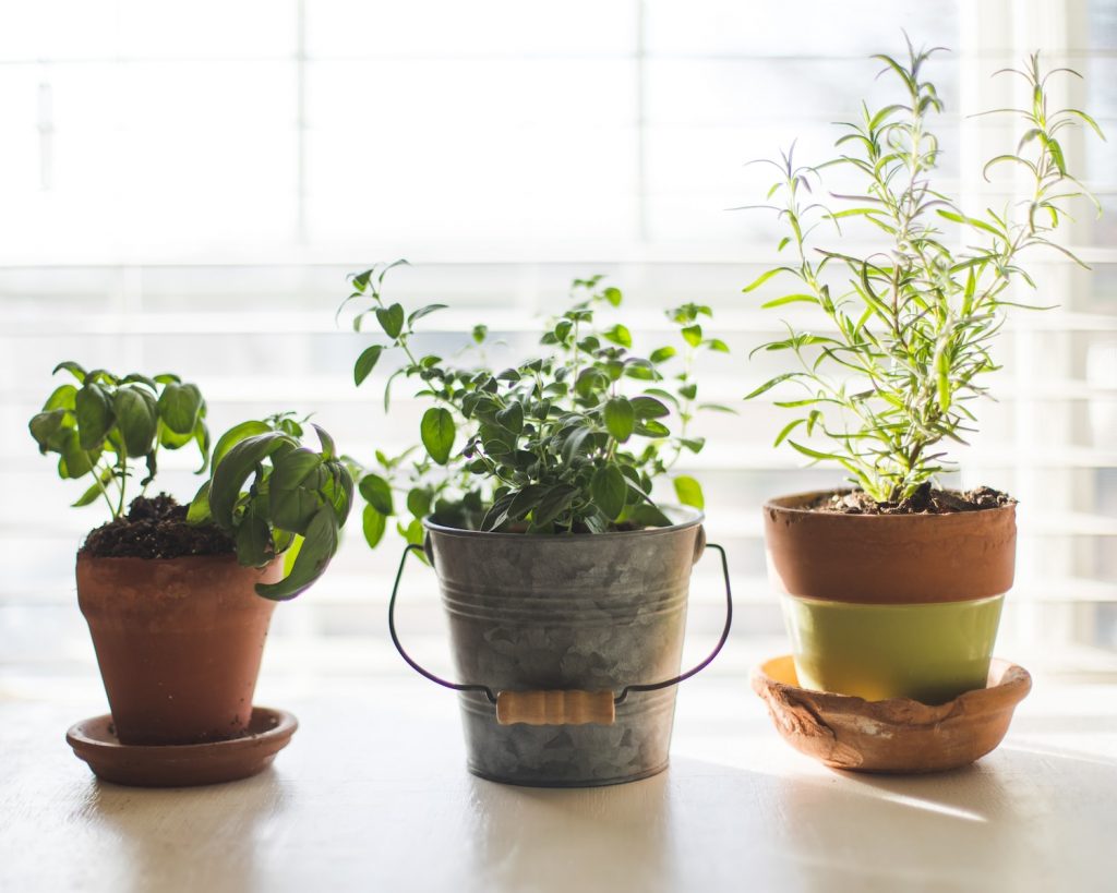 11 Organic Herbs for a Home Gardens