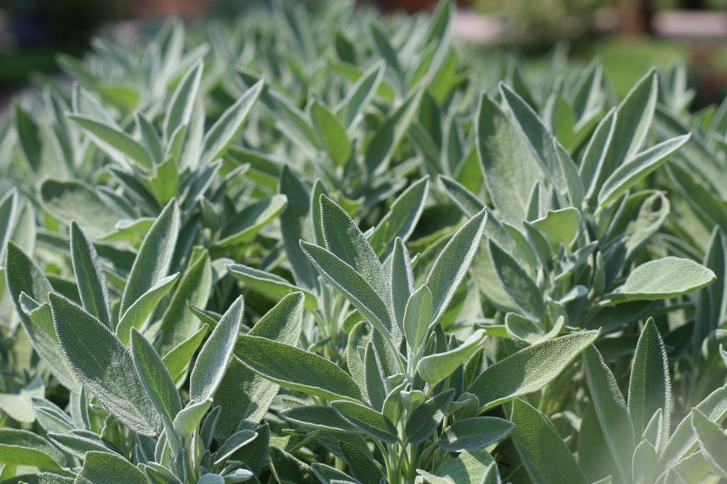 11 Organic Herbs for a Home Garden