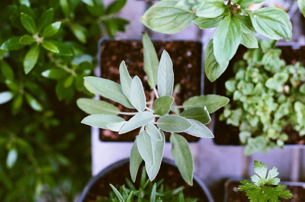 11 Organic Herbs for a Home Garden