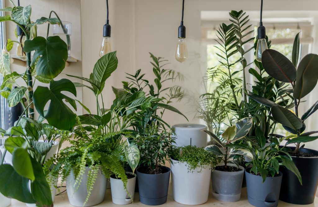 14 Indoor Plants That Will Survive