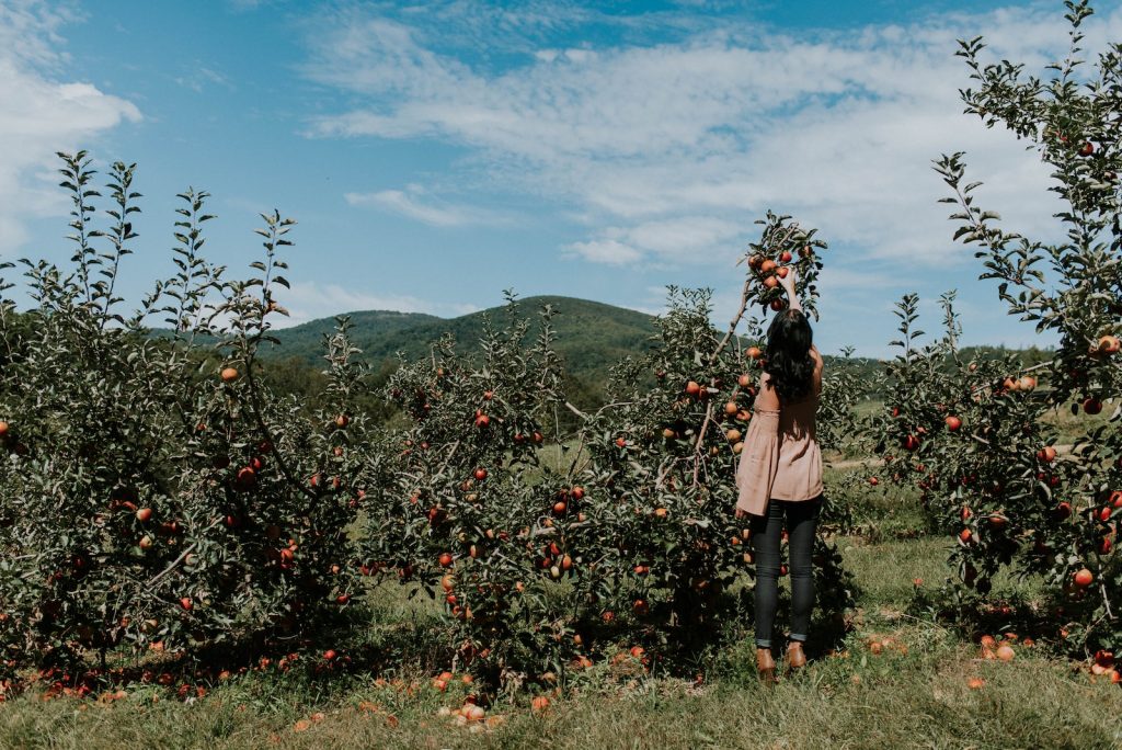 Explore 12 Amazing Apple Plant Varieties You Didn’t Know Existed.