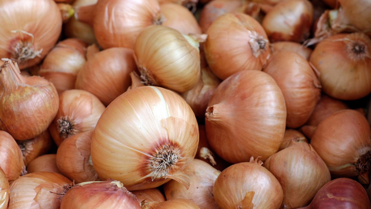 Growing onions from seed the best way in 2023.