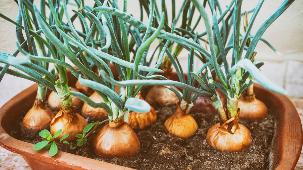 How to plant onion at home