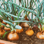 How to plant onion at home