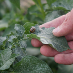 Plant pest and diseases