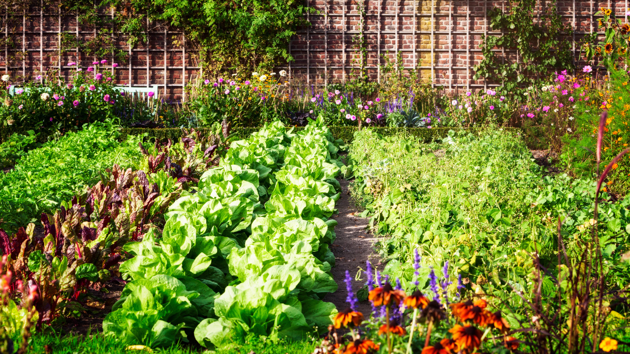Complete guide to vegetable gardening in 2023