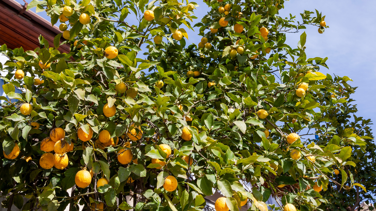 Top 7 Lemon Varieties, Everything You Need To Know About Them.