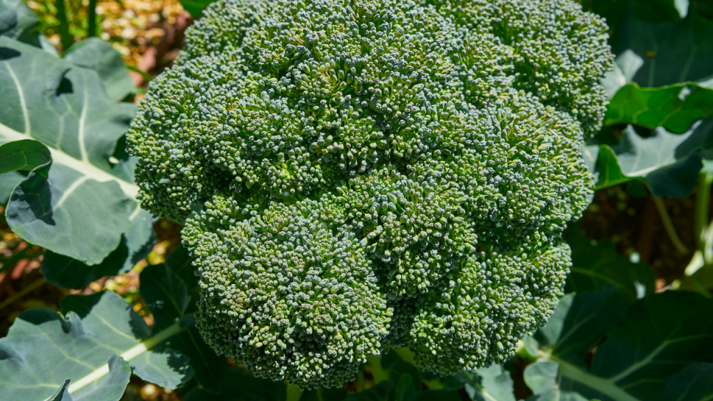 Growing broccoli
