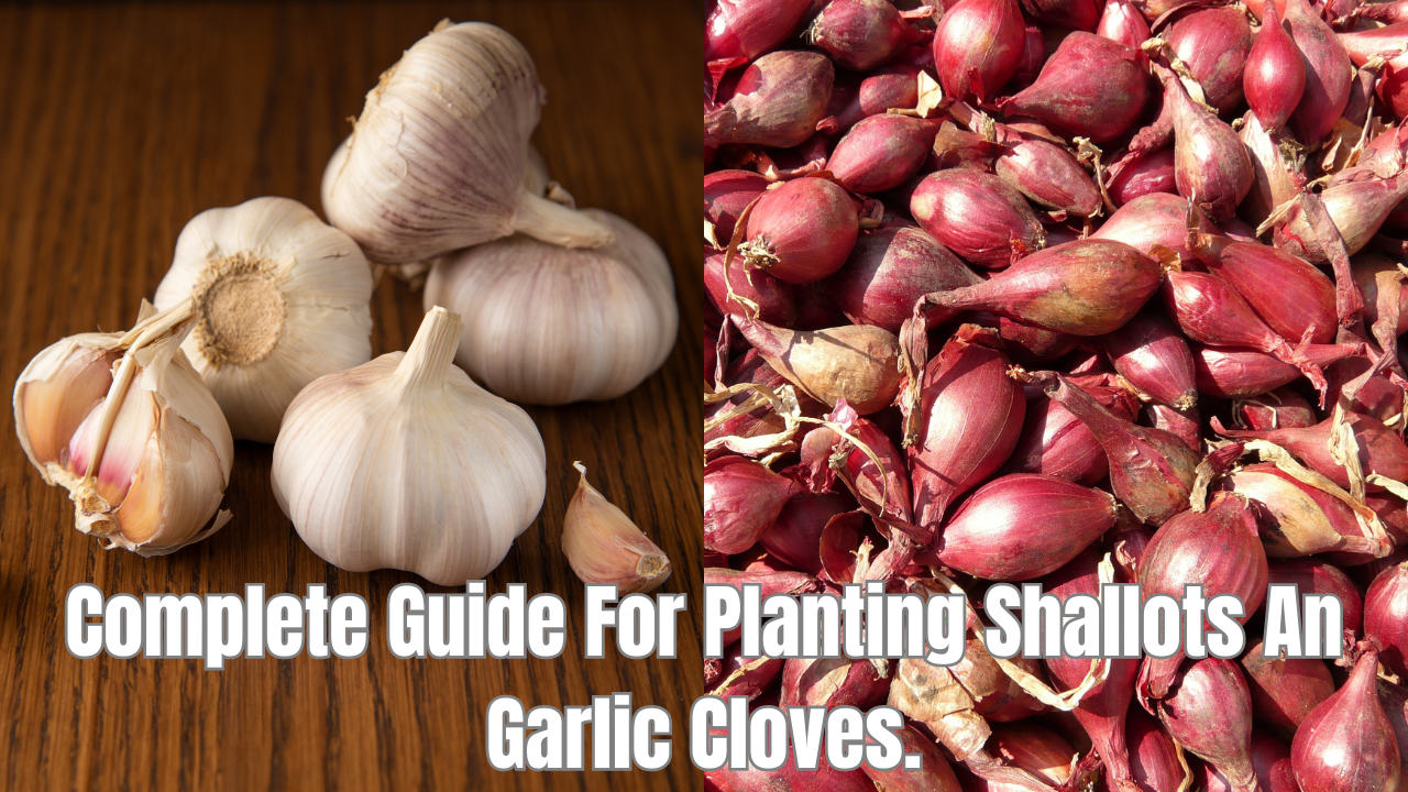 Complete Guide For Planting Shallots An Garlic Cloves.