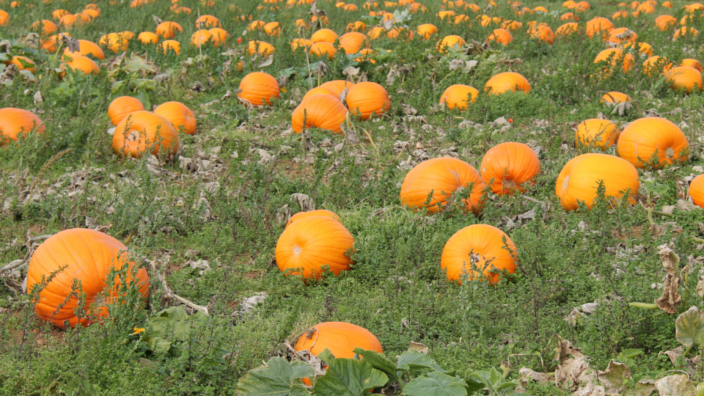 Harvest pumpkin