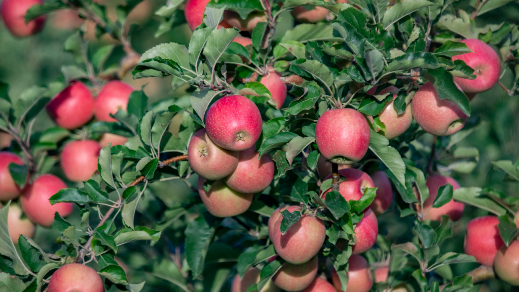 Harvesting apples