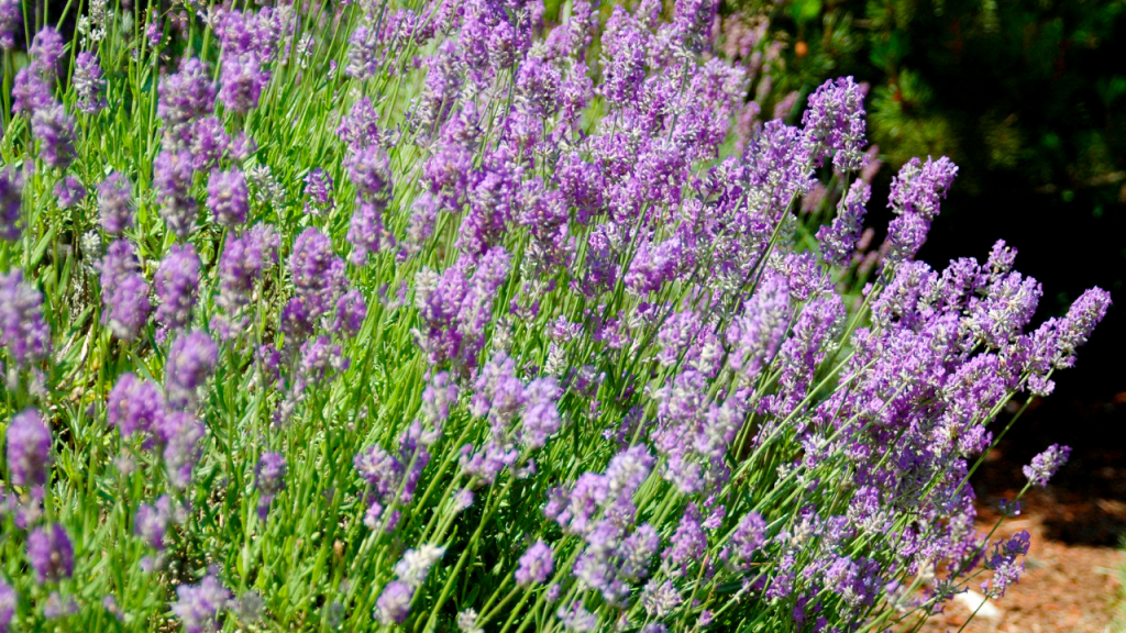 Growing lavender