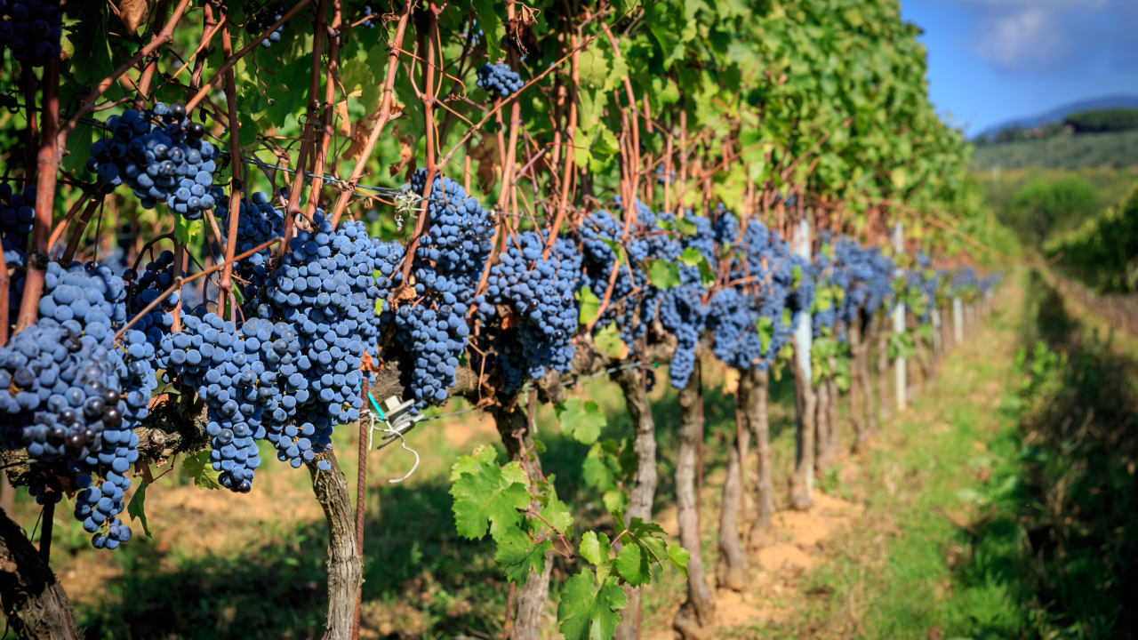 Growing Grape Vines: 7 Useful Tips and Tricks
