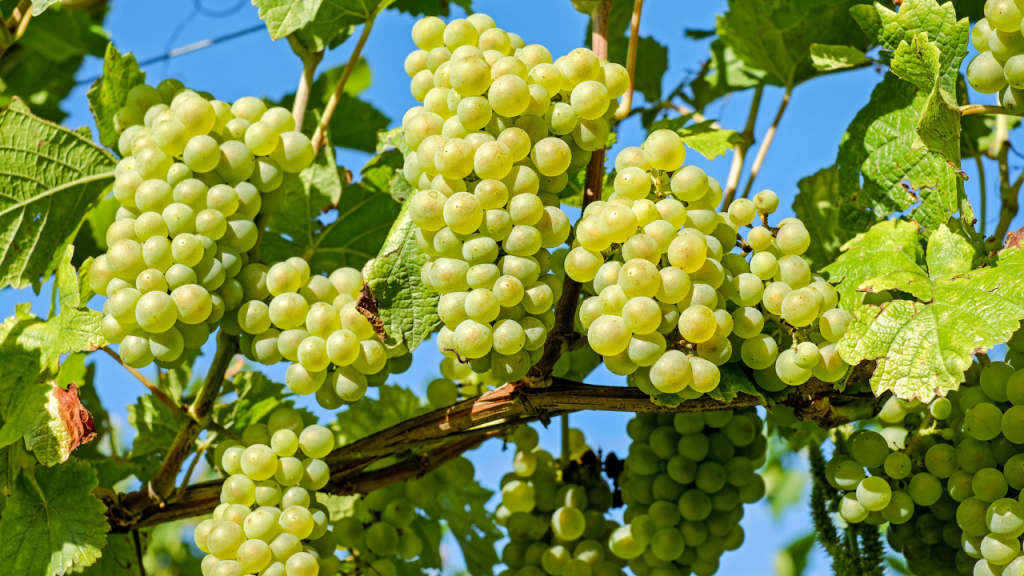 Growing wine grapes