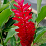 Ginger flower plant