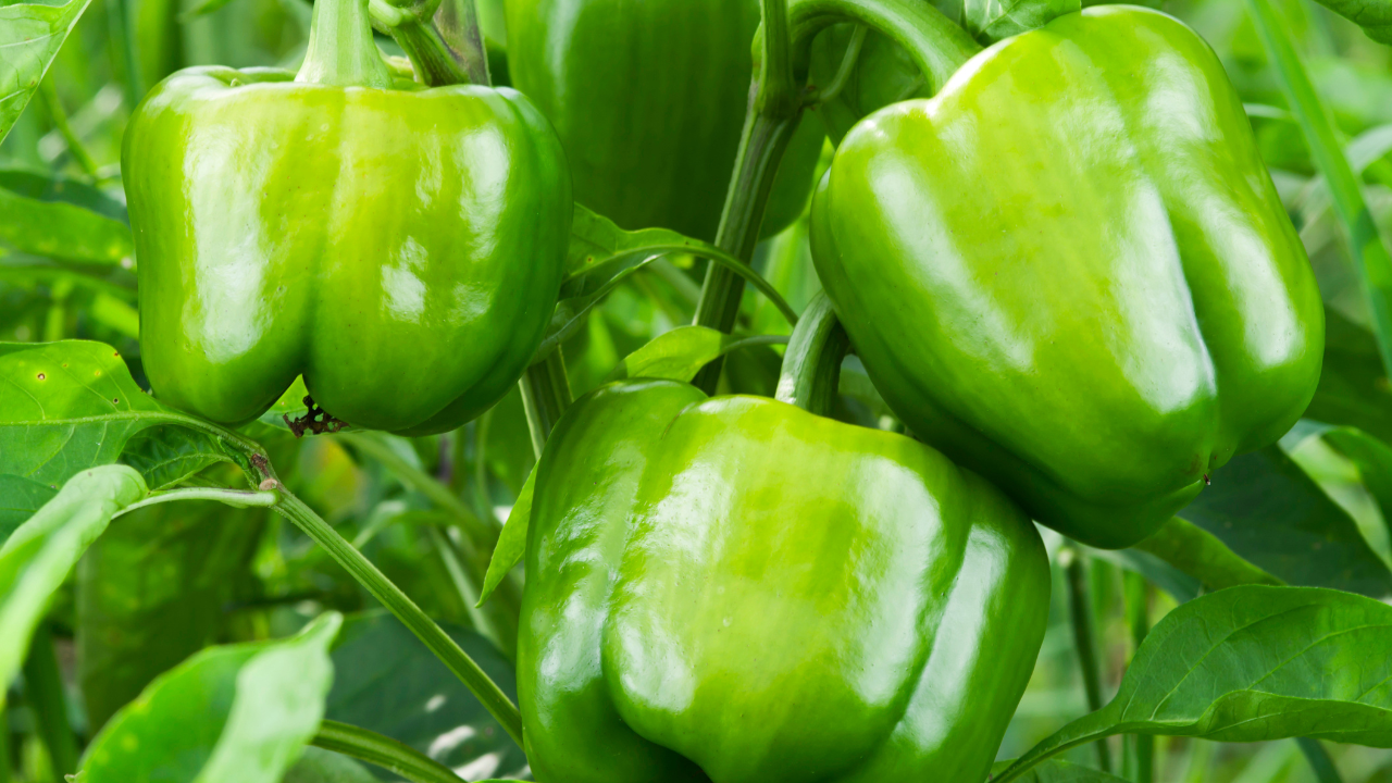 How To Grow peppers: 9 Tips And Tricks.