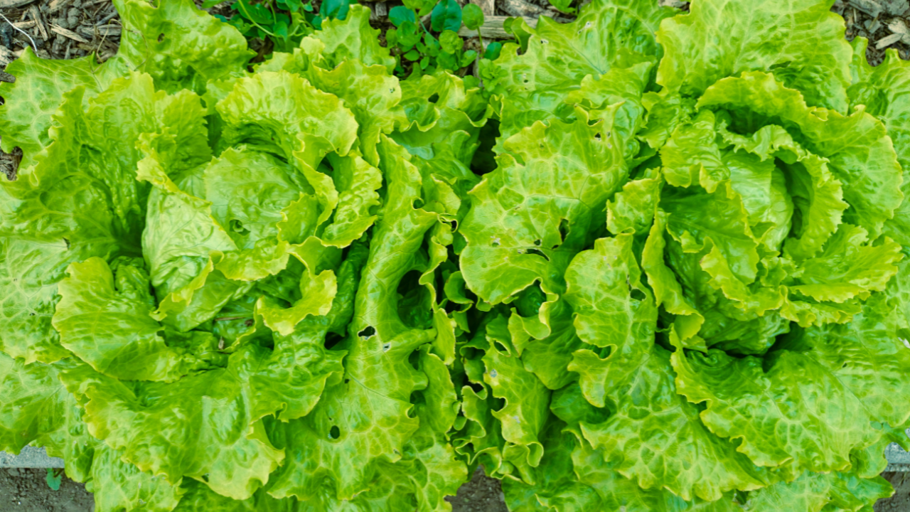Grow lettuce