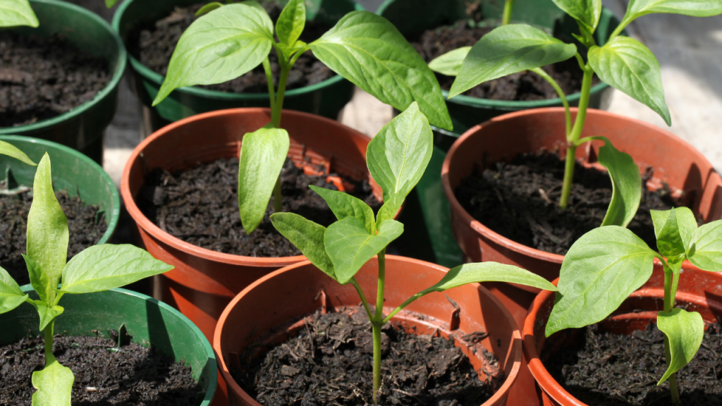 Plant peppers