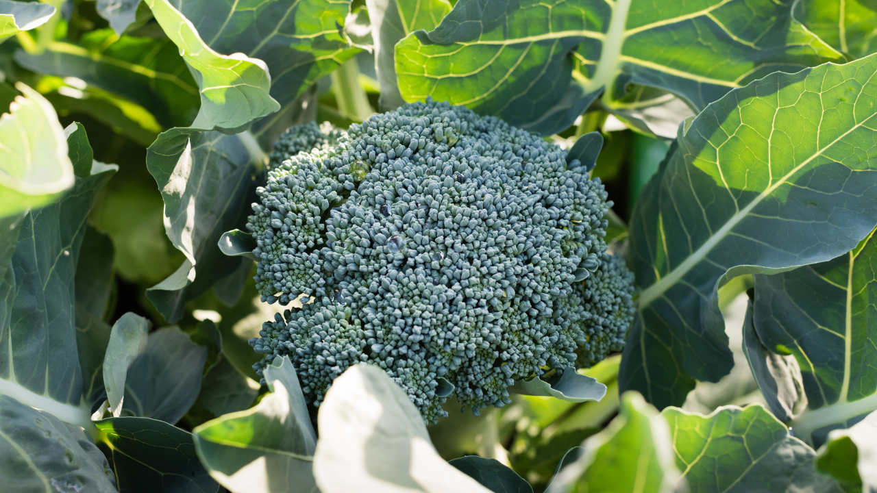 Planting And Growing Broccoli: The Complete Guide