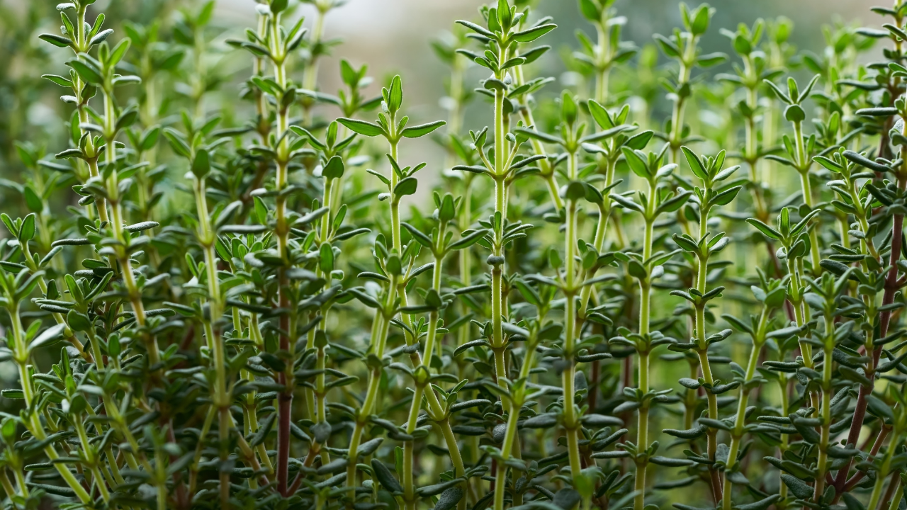 Planting And Harvesting Thyme: Complete Guide