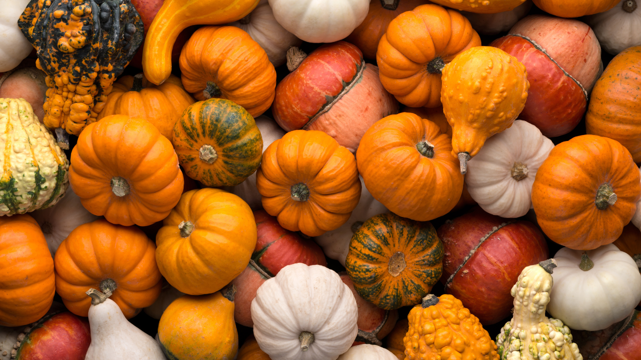 How To Plant pumpkins: Step-by-Step Guide