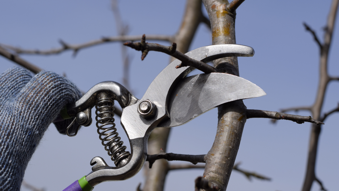 Garden Pruning Tools: And How To Use Them