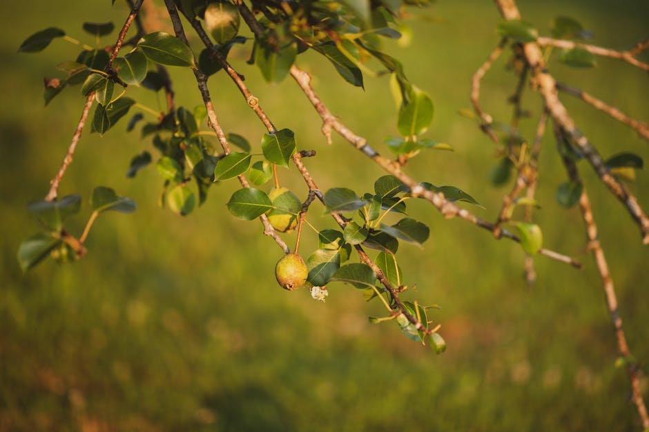 How Often Do Pear Trees Bear Fruit